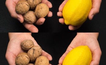 Natural BOMB  to Cleanse the Liver and Blood Vessels: 3 Powerful Ingredients! (Lemons, Walnuts, and Honey)