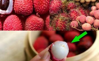 Lychee: The “Dangerous” Fruit With Amazing Health Benefits